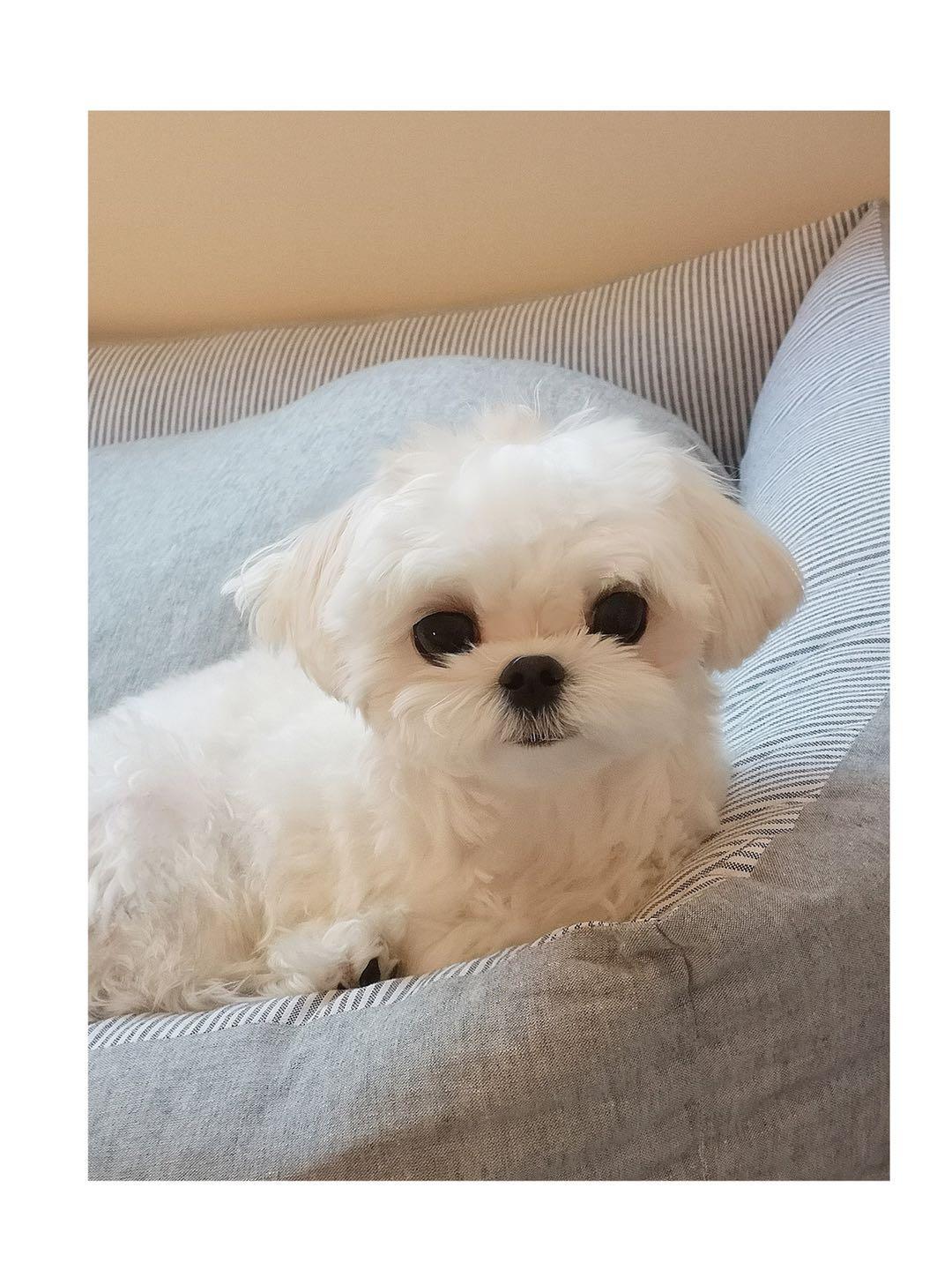 一只白色毛发的马尔济斯犬坐在浅色地毯上,面前是一个陶瓷食盆,正在安静地咀嚼食物,环境整洁温馨,光线柔和,体现家庭宠物科学喂养场景 马尔济斯犬在室内安静进食场景