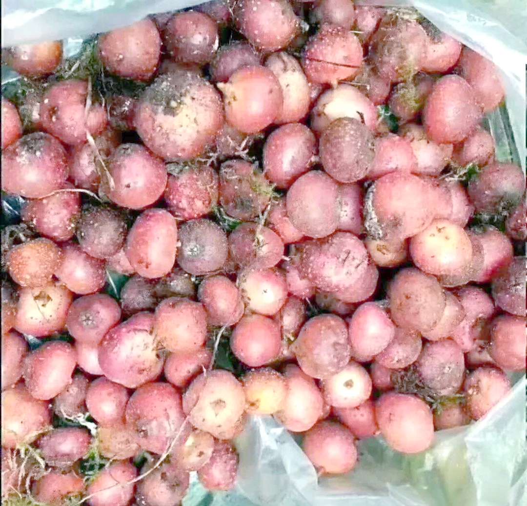 新鲜红皮土豆与异常变质土豆对比展示图