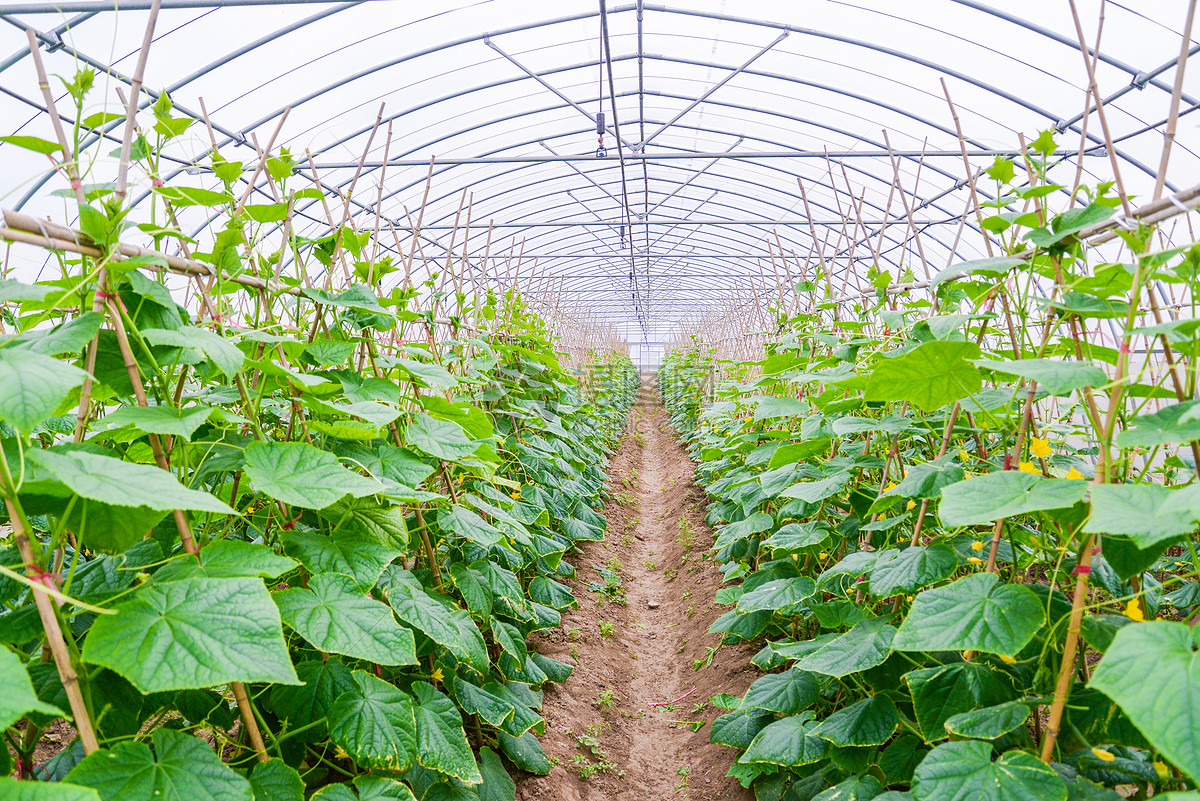 一座现代化玻璃温室内部景象,整齐排列的藤蔓沿吊绳向上生长,叶片翠绿茂盛;藤下悬挂着多个尚未完全成熟的皱纹瓜,果皮已开始显现初期网纹;地面为无土栽培槽,配有滴灌系统;背景可见温控设备与监测仪器,体现智能化农业管理场景 皱纹瓜种植大棚场景