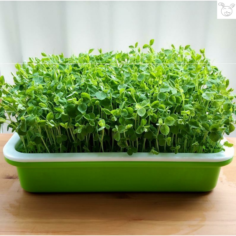 家庭种植豌豆苗场景