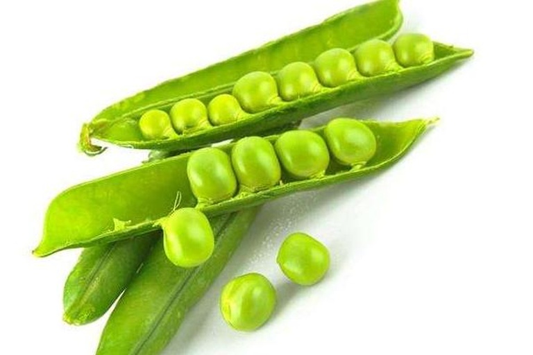 青豆豆新鲜采摘的豆荚特写