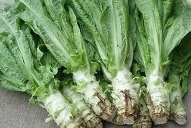 清洗干净的罗马生菜,叶片翠绿,准备用于夹馍 清洗后的罗马生菜特写
