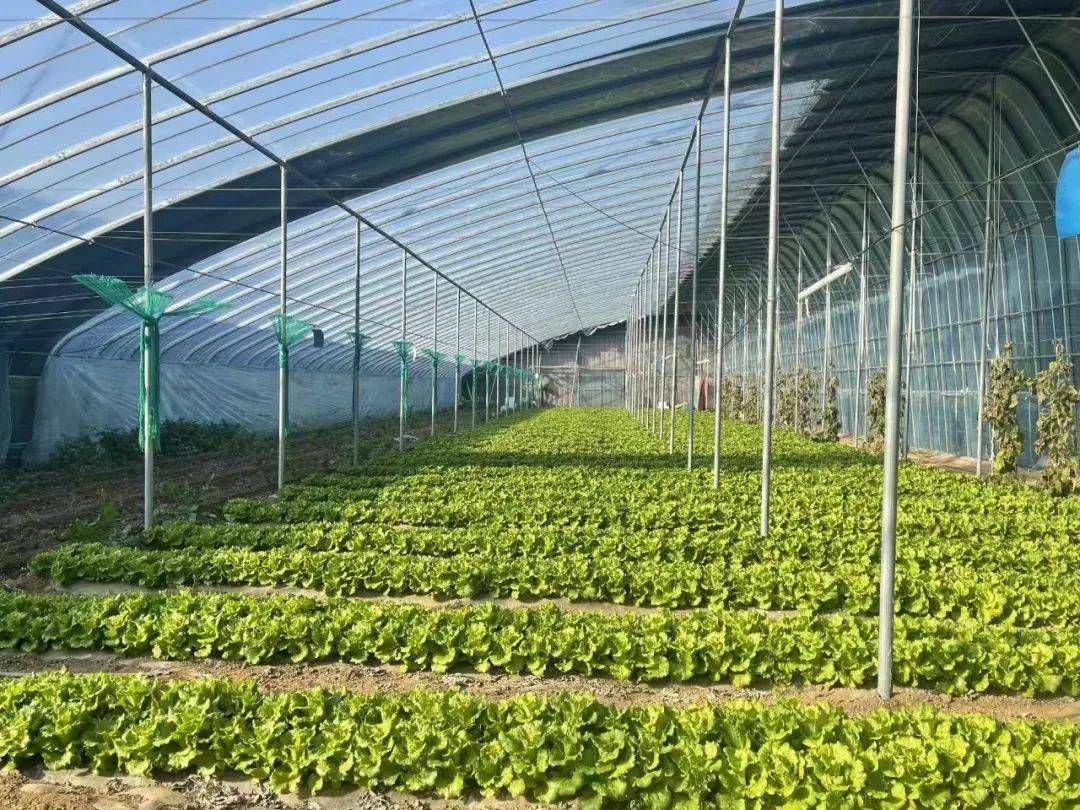 温室大棚内的生菜种植场景