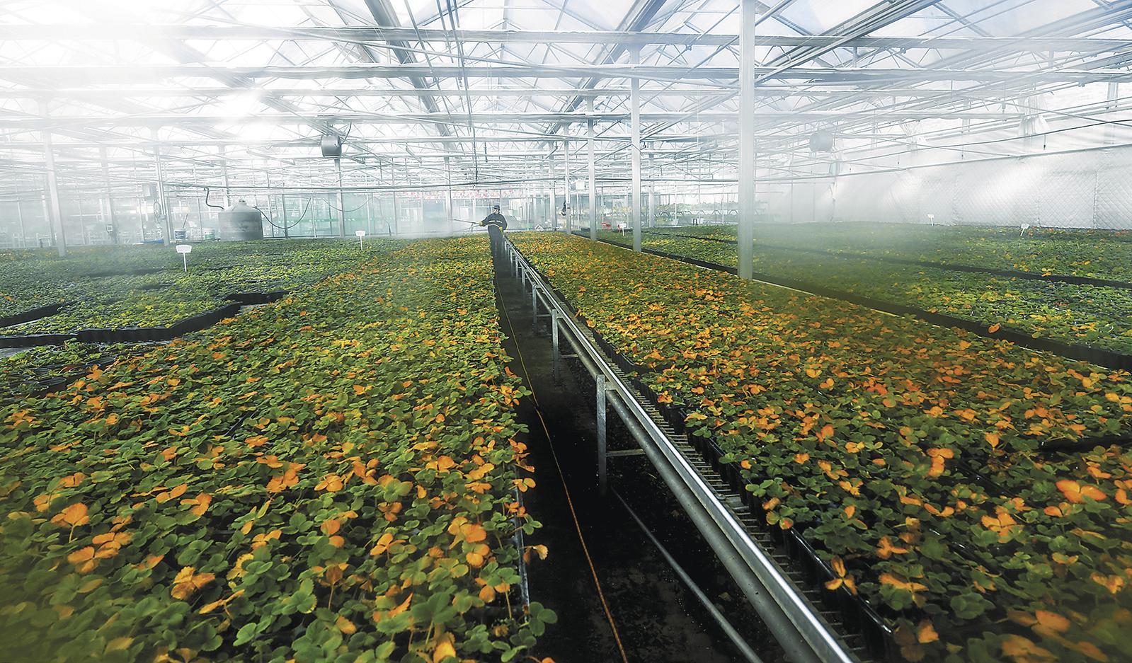 草莓叶面喷施植物生长调节剂现场操作图