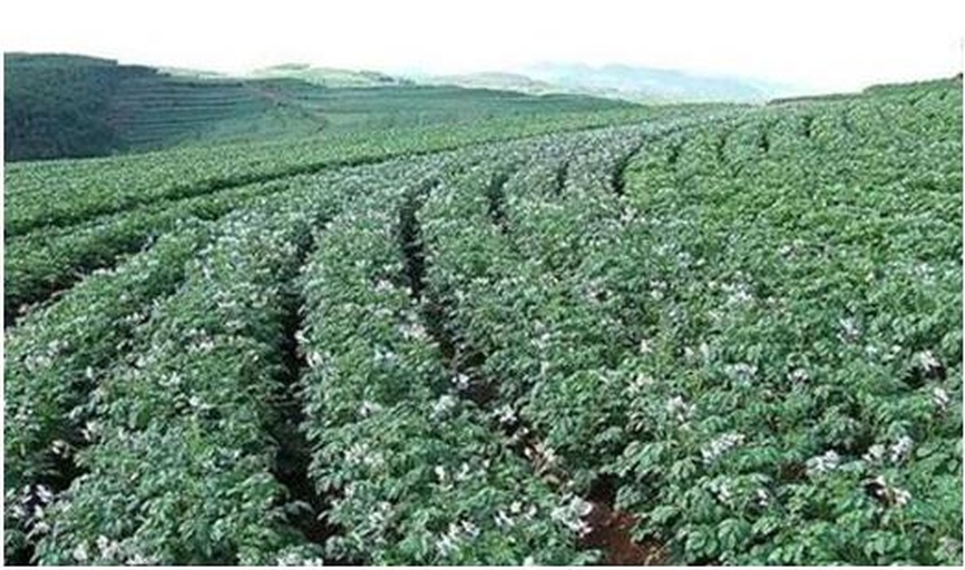 四川省凉山州布拖县高原梯田中的马铃薯连片种植区,土壤呈红褐色,植株生长整齐,无人机航拍视角下呈现规则的垄作布局,远处可见彝族村落与高山云雾 布拖县高原马铃薯种植基地航拍图