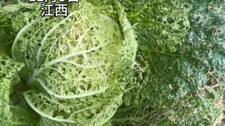 一片白菜田中,多株幼苗叶片上布满密集的小型取食孔洞,呈现典型的‘筛网状’损伤,部分叶片边缘卷曲,地面可见少量跳跃的黑色小虫,背景为连片种植的白菜地 白菜田间跳甲危害症状图