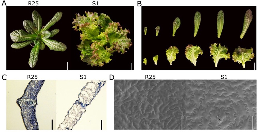 生菜与球生菜的形态对比图