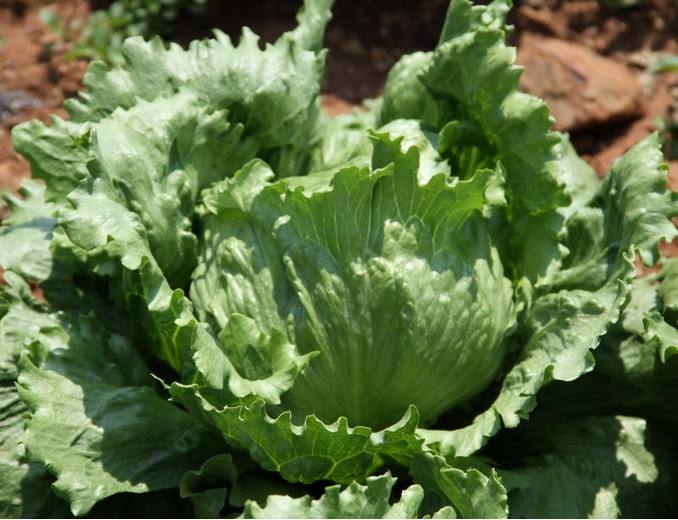 狼牙生菜整体植株特写