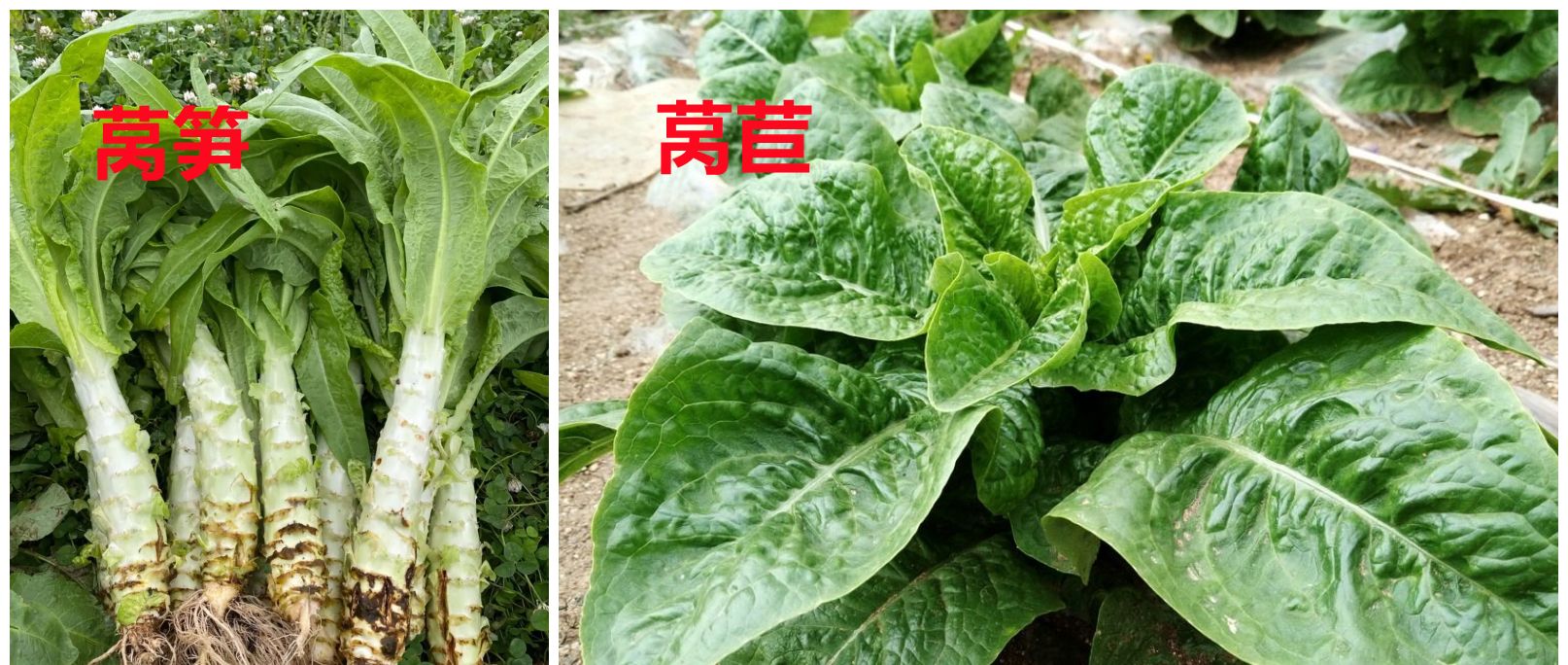图示莴苣与贡菜的植物学分类及形态差异 莴苣与贡菜植物分类对比图