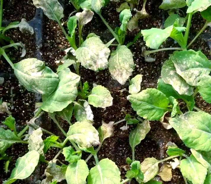 娃娃菜叶片出现病害症状,需及时防治 娃娃菜病害图