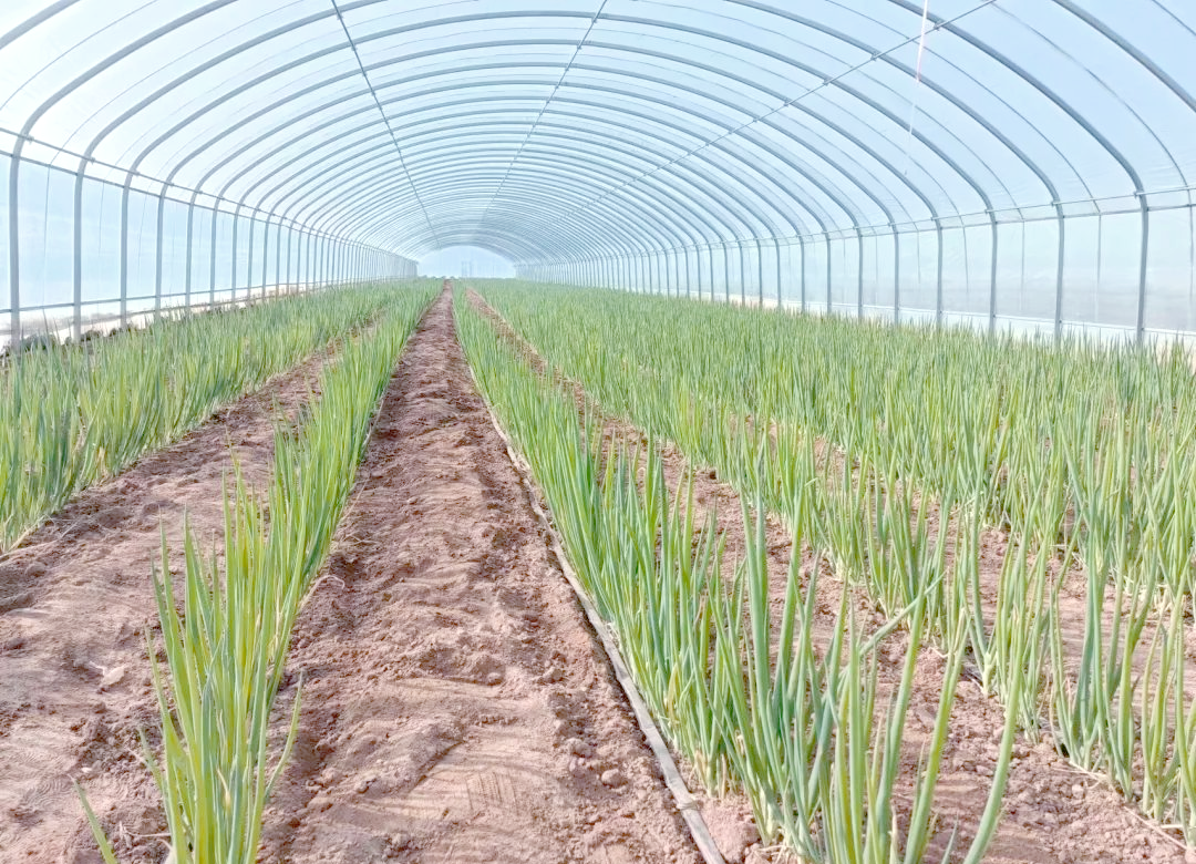 章丘铁杆大葱机械化培土作业现场