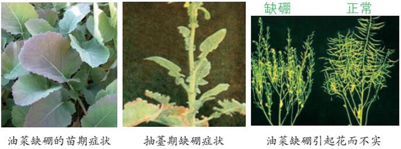 油菜硼肥蕾薹期喷施田间对比效果