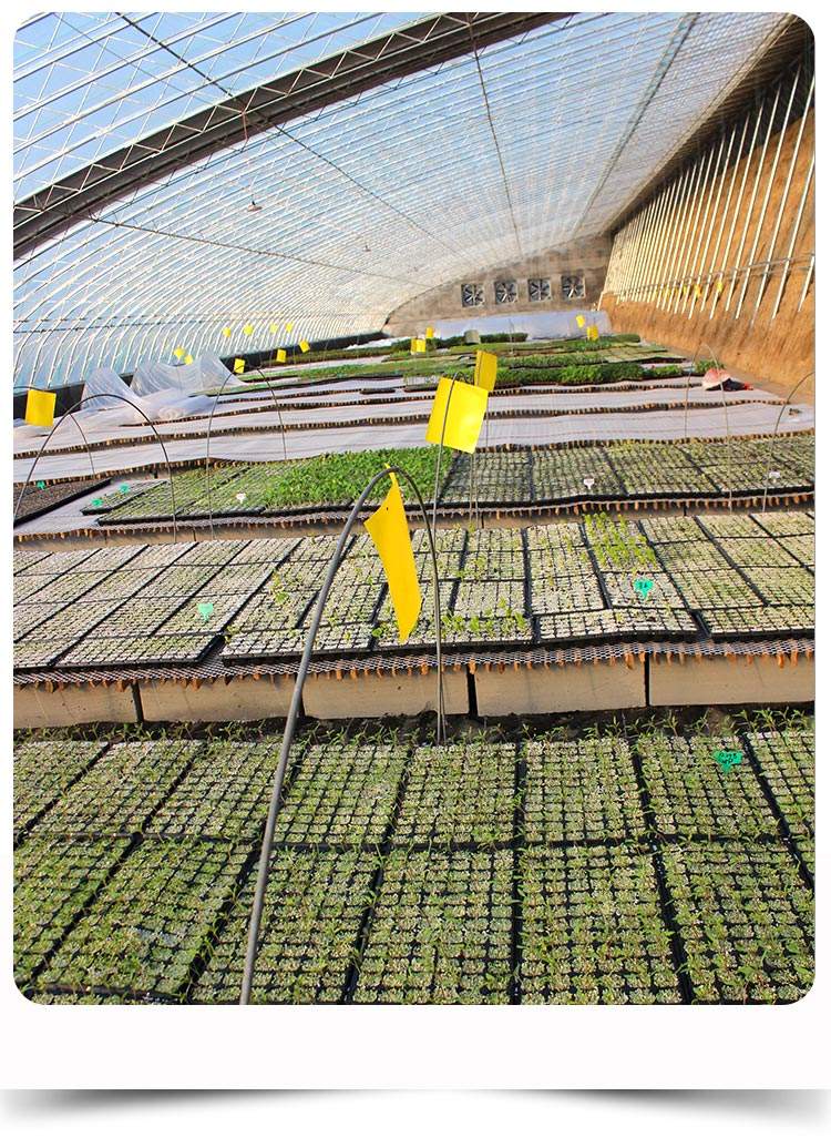 一组标准塑料穴盘整齐摆放在温室架上,每个穴格中生长着一株健康的黄芩幼苗,叶片翠绿,株型匀称,背景可见自动喷雾灌溉系统和温湿度传感器设备,体现现代化育苗场景 温室中成排的黄芩幼苗育苗盘