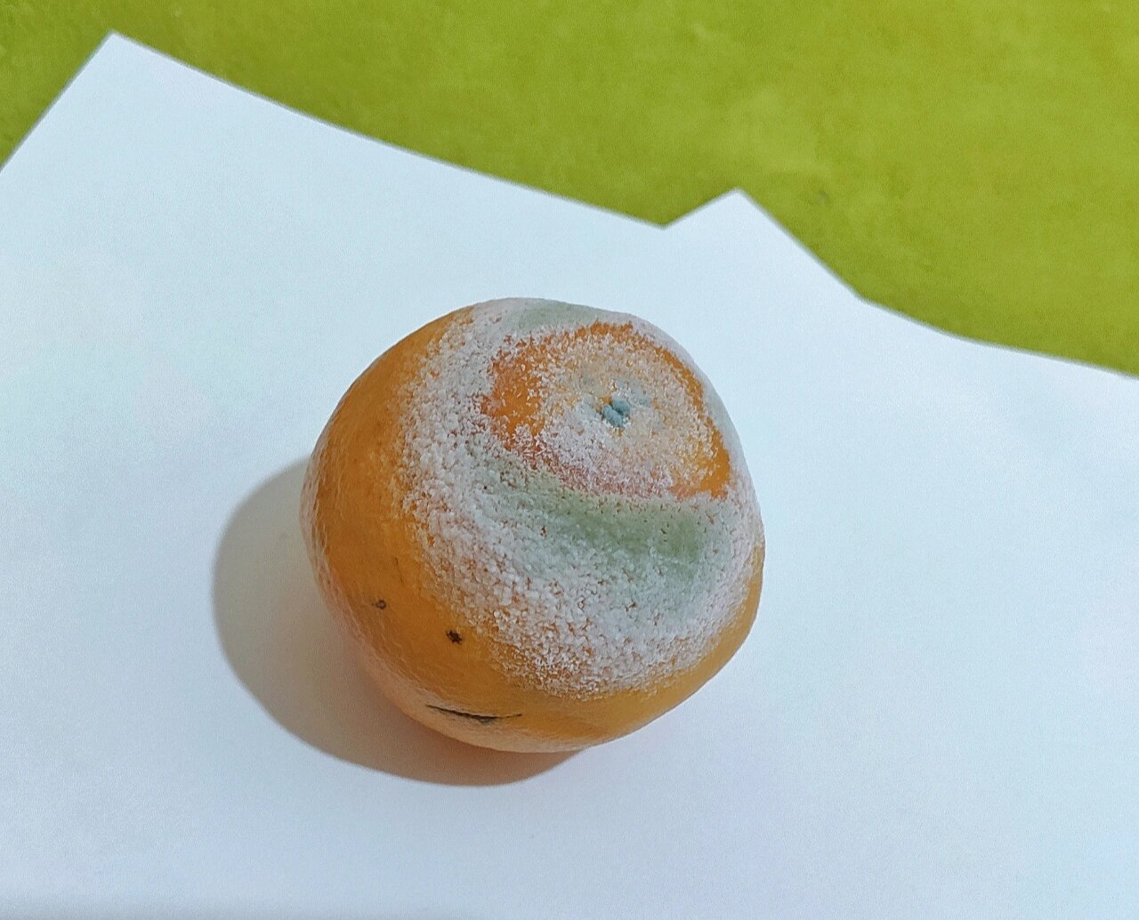两个切开的夏橙放置在白色瓷盘中,其中一个果肉呈现局部褐色腐烂并伴有绿色霉斑,放大镜头显示菌丝结构,背景为湿度计和温度计读数偏高 霉变夏橙特写