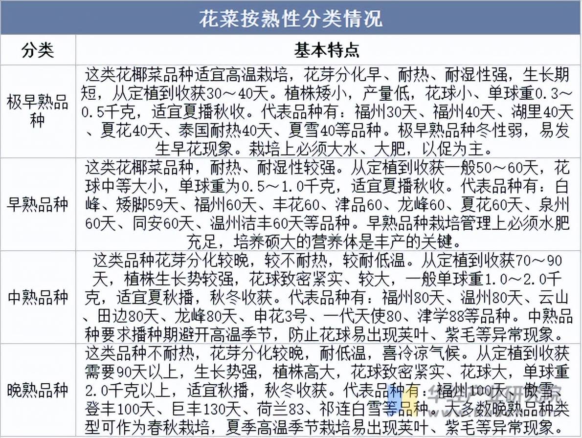 菜花不同品种春化需求对比示意图