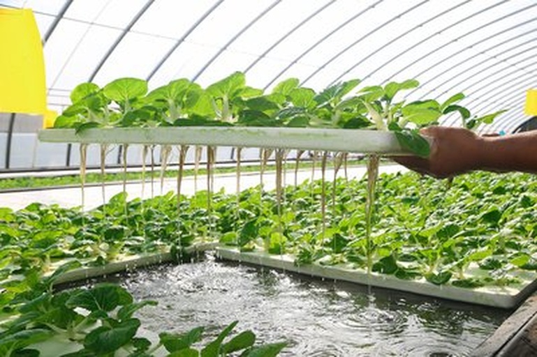 荷兰豆水培系统示意图