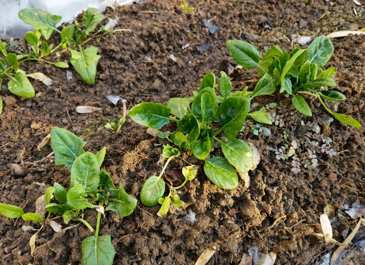 展示菠菜菠菜子在培养皿中的浸种状态,左侧为未经处理的硬壳种子,右侧为已破壳并开始萌发的小芽,背景为实验室操作台,配有量杯、滴管、湿纱布等工具 菠菜种子破壳与浸种处理过程