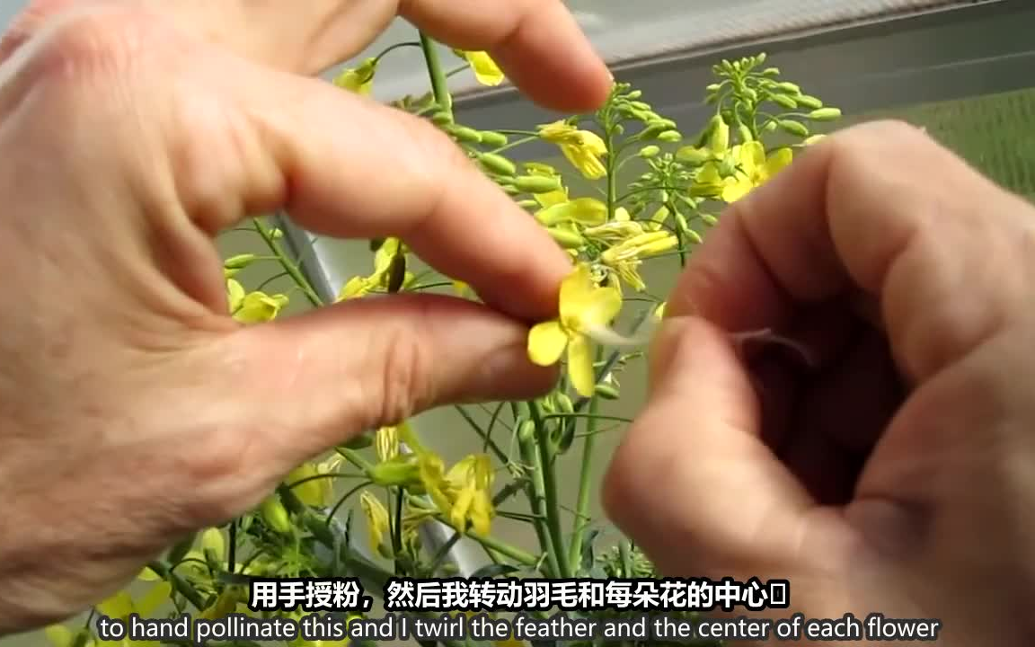 网纹瓜人工授粉操作图