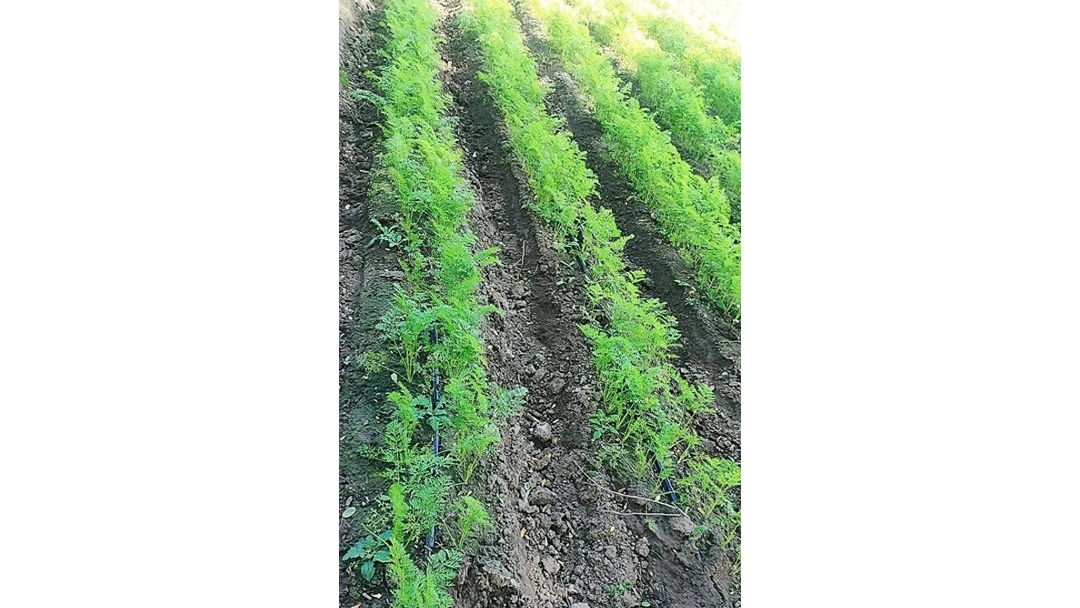 一片整齐的胡萝卜种植田,土壤疏松,植株排列有序,绿色叶片茂盛。远处有农民正在巡视,近处可见部分垄沟用于排水,体现良好的田间管理实践 农田中胡萝卜种植场景