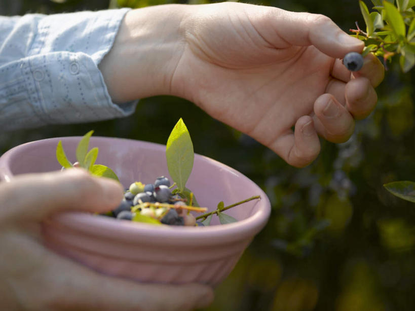 儿童远离野果警示场景