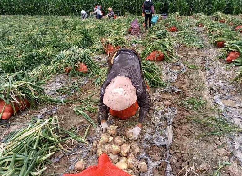 人工踩压洋葱现场操作图
