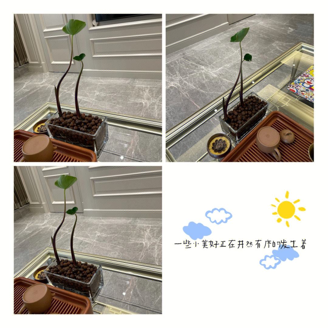 左侧为客厅茶几上插有盛开百合的花瓶,右侧为同一空间更换为绿萝盆栽的场景,通过对比展示安全替代方案,背景为现代家居环境,突出生活实用性 家庭室内花卉摆放对比图