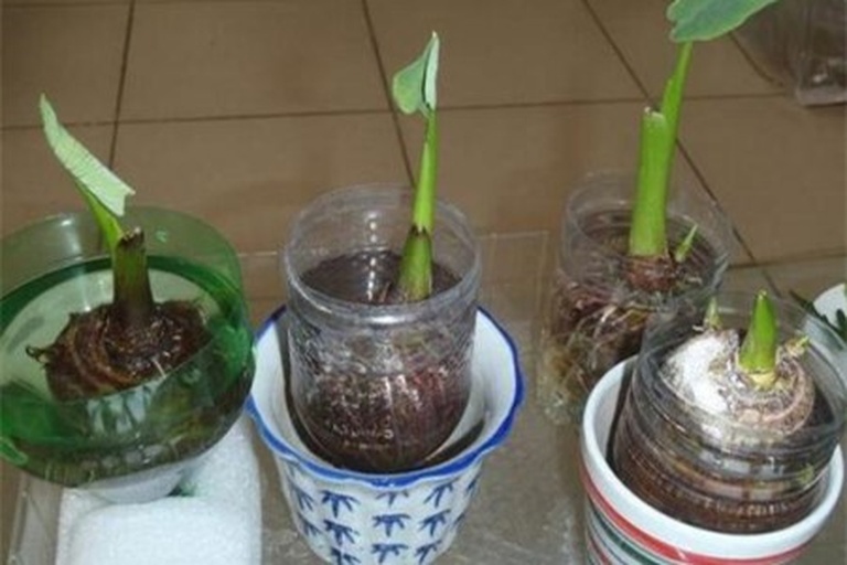 芋头春季播种正确方向示意图
