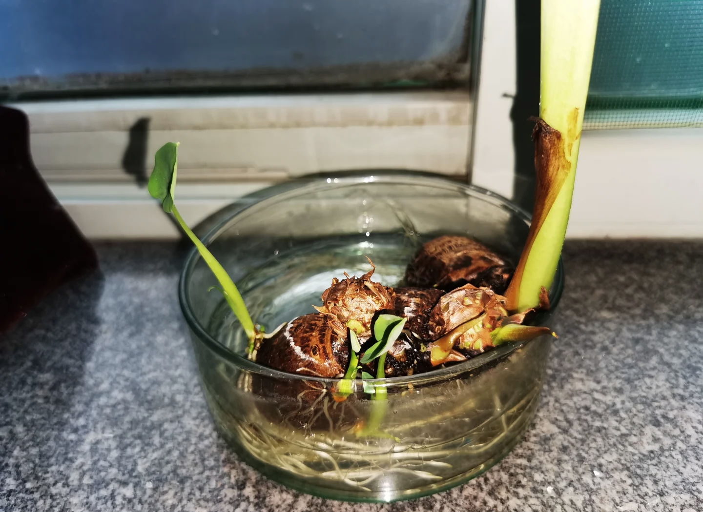 玻璃罐中盛放着干燥完整的芋苗干,呈黄绿色,条索清晰,无碎屑、无霉斑。旁边放置一小碗泡发后的芋苗,显示良好复水性,背景为农家厨房环境,体现从田间到餐桌的全过程 芋苗干成品展示图