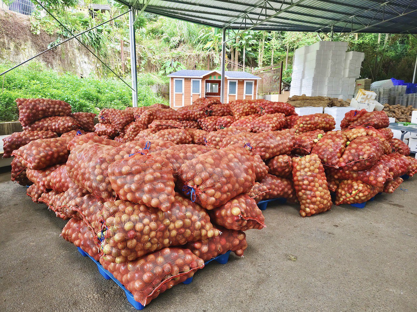 家庭厨房中的洋葱储存场景
