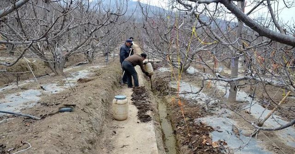 沙糖桔果园冬季管理