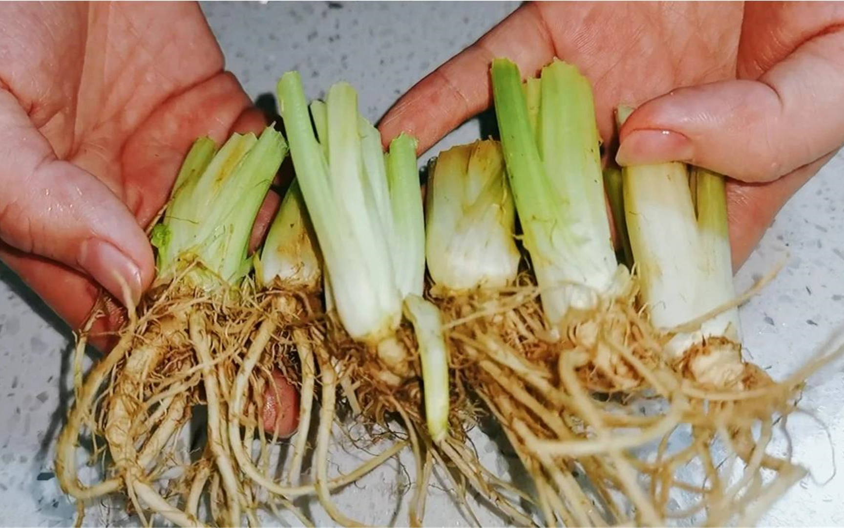 芹菜解剖结构示意图