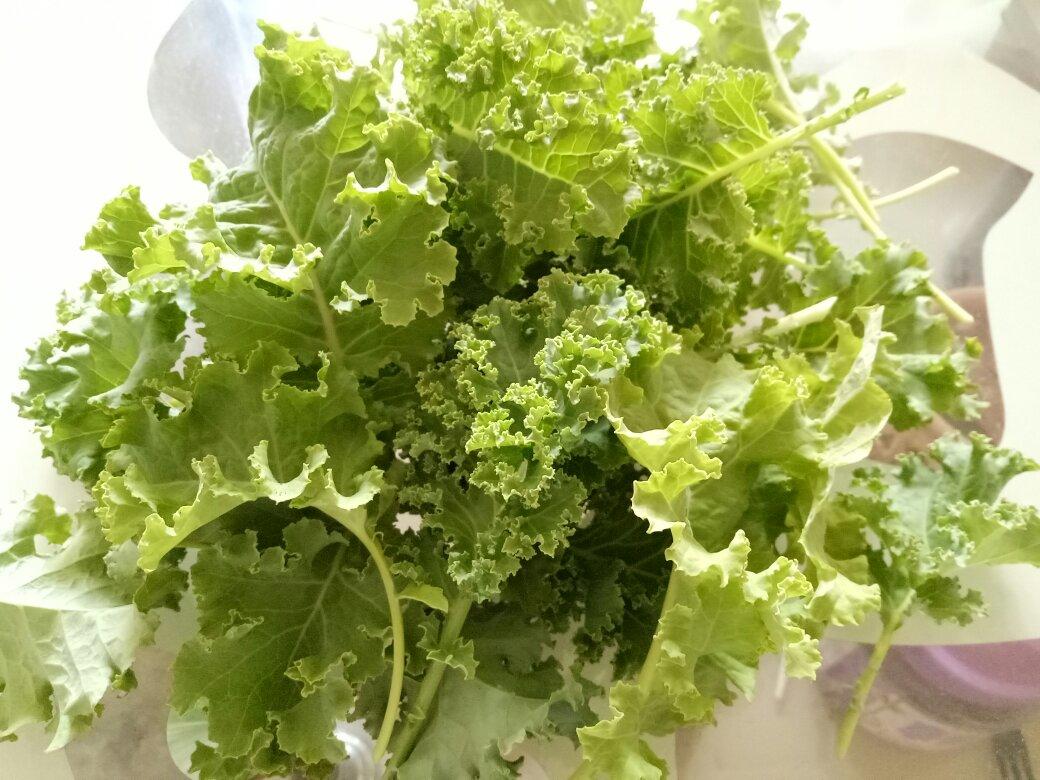 羽衣甘蓝新鲜叶片特写