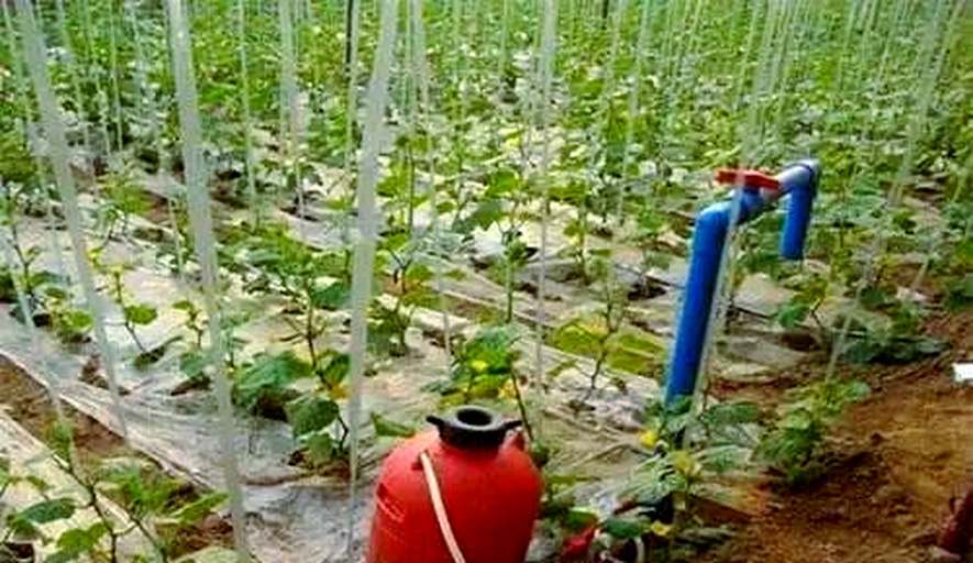 一名身穿防护服的农户正在温室中使用背负式电动喷雾器对黄瓜植株进行喷雾作业,喷头对准叶片背面,雾滴细密均匀,周围植株叶片上可见轻微卷曲迹象,环境为现代化日光温室,架设吊蔓系统 农户正在使用电动喷雾器对黄瓜叶片进行喷药防治