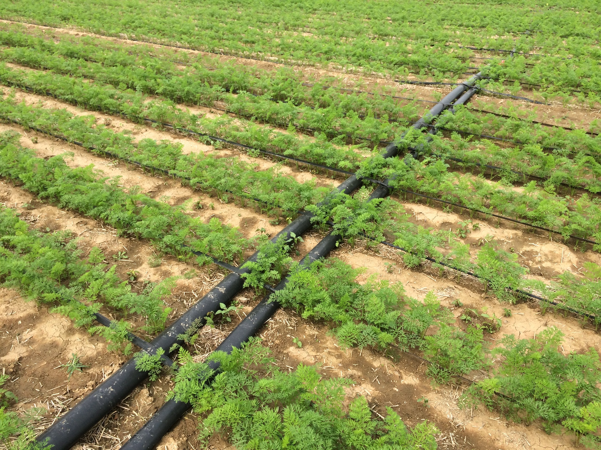 现代化滴灌系统在萝卜田间的应用