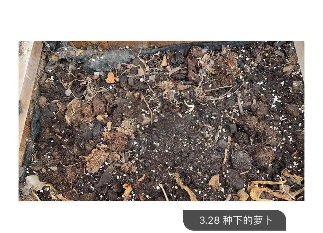 图示展示萝卜种子在不同土壤中的理想播种深度:左侧为沙壤土,播种深度约2.5厘米;右侧为黏土,深度约1.5厘米;中间标注‘最佳范围1.5–2.5cm’,配有种子萌发过程插图 萝卜种子播种深度示意图