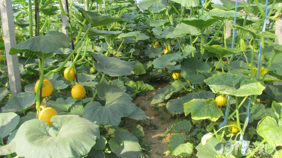 无人机航拍视角下的连片南瓜种植基地:整齐的垄沟排列,绿色藤蔓覆盖大地,部分区域已挂满成熟南瓜,田间设有灌溉管道和遮阳网棚,远处有农用车正在运输收获的南瓜 南瓜种植基地航拍全景