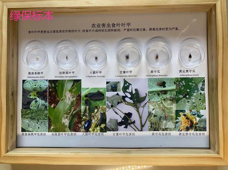 黄曲条跳甲成虫高清特写图,展示典型金属黑体色、鞘翅黄纵纹、发达后足及11节触角,背景为芝麻子叶被害叶片,呈现典型筛孔状缺刻 黄曲条跳甲成虫特写(显微镜头下):黑色金属光泽体表,清晰可见鞘翅上两条金黄色纵纹,后足粗壮膨大,触角11节褐色