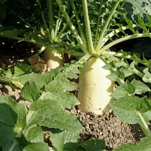 长白萝卜与圆白萝卜典型植株形态对比图