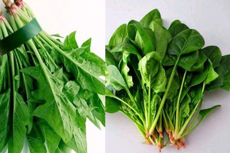 超市货架上摆放整齐的新鲜菠菜捆，分为深绿与浅绿两种