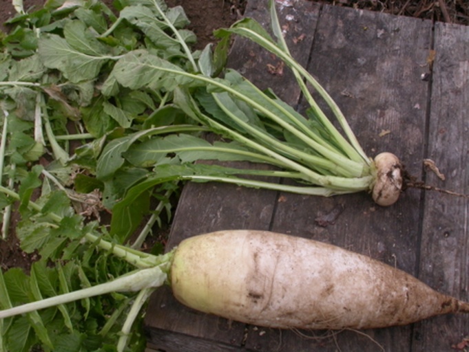 新鲜采摘的萝卜叶子,绿叶茂盛,适合用于饲料加工 萝卜叶子特写