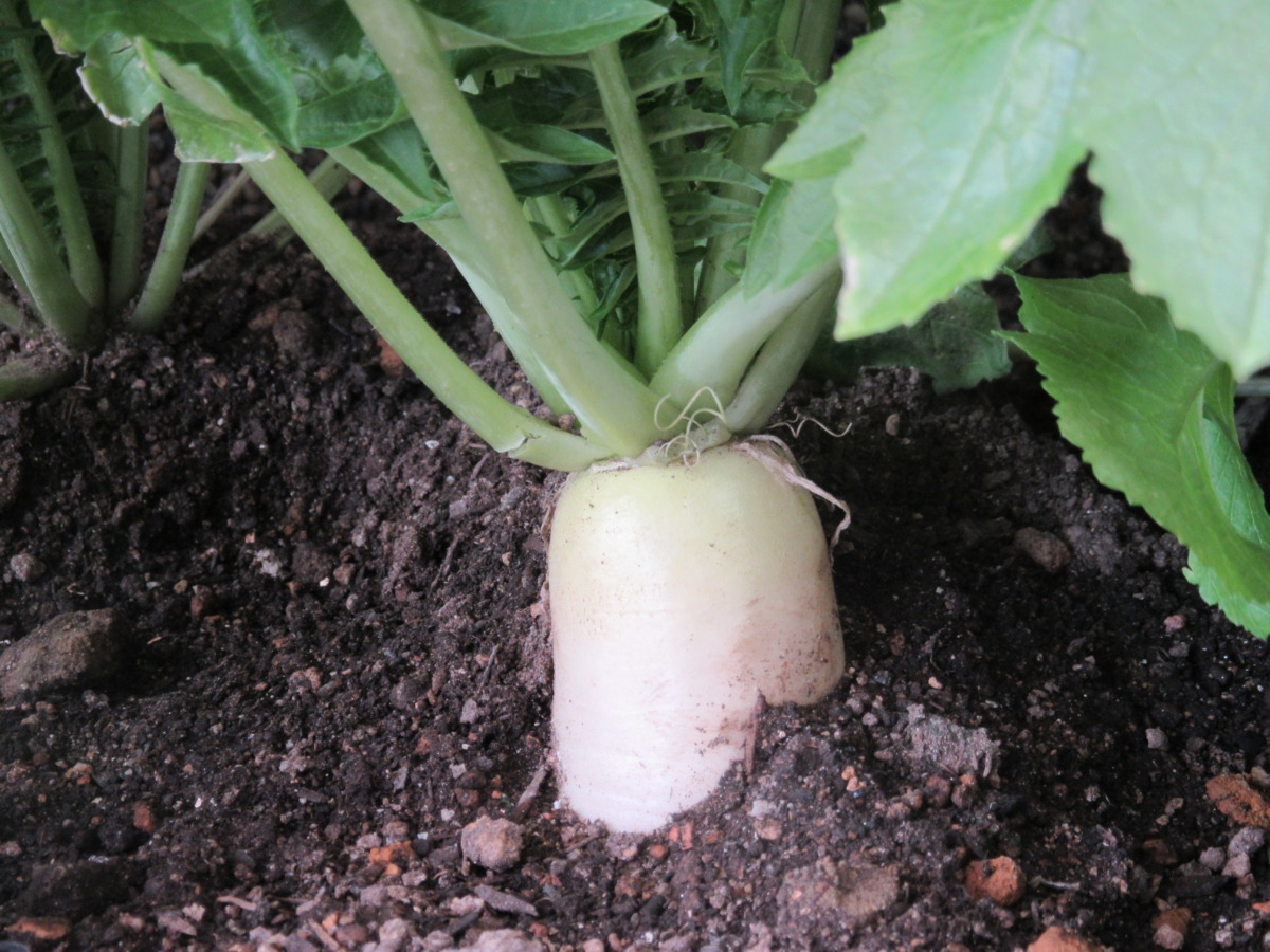 家庭菜园中正在生长的萝卜植株