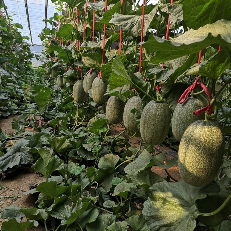 一处现代化农业园区内的连片钢架玻璃温室或塑料大棚,内部整齐排列着爬蔓栽培的蜜瓜植株,藤蔓缠绕在吊绳上,工人正在人工授粉或检测果实成熟度,地面铺设滴灌带,环境湿度传感器清晰可见,展现智能化农业管理场景 现代化蜜瓜种植大棚场景