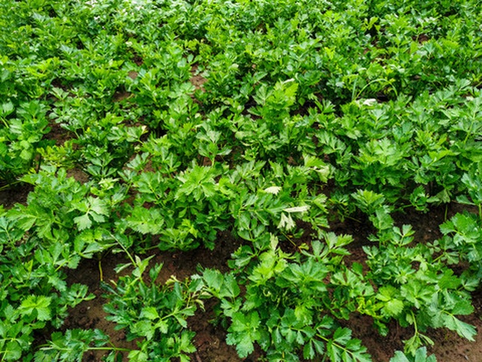 芹菜田间定植后的整齐长势
