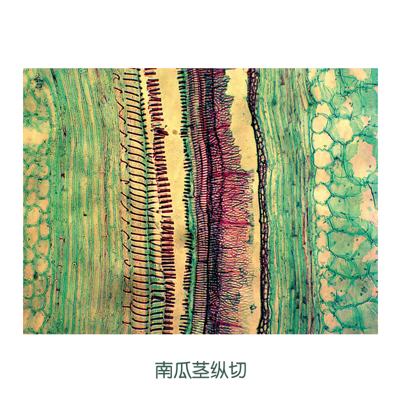 马铃薯块茎横切面显微结构示意图