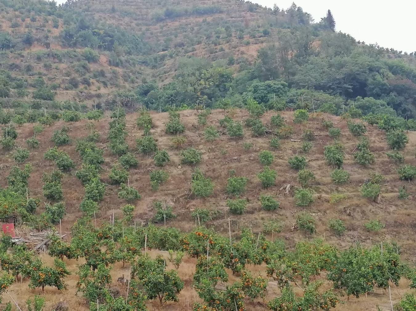 航拍视角下的台湾南部山坡地果园,成片的柑橘树整齐排列,树冠浓绿,部分果树已挂满橙红色果实,远处可见丘陵地貌与灌溉水渠网络,阳光明媚,展现现代化农业种植场景 台湾红文旦柚果园航拍图