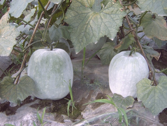 冬瓜与南瓜田间对比示意图