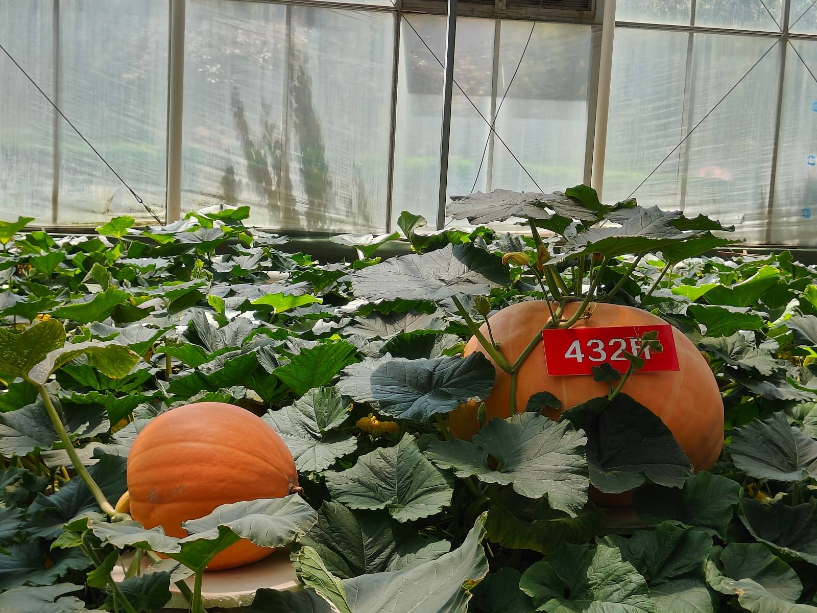 巨型南瓜剖开内部结构展示