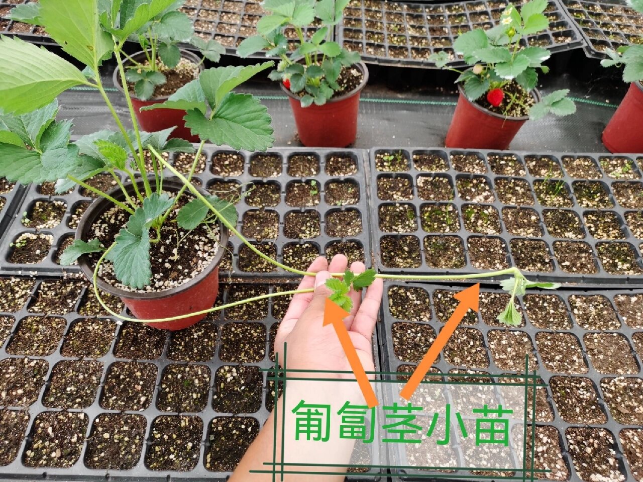 图表展示中国四大区域(华北、华东、西南、华南)在四个季节中推荐使用的草莓繁殖方式,包括匍匐茎繁殖、组织培养、避雨育苗、秋繁补苗等,并标注关键环境参数如温度、湿度、光照 不同地区草莓育苗模式对比图