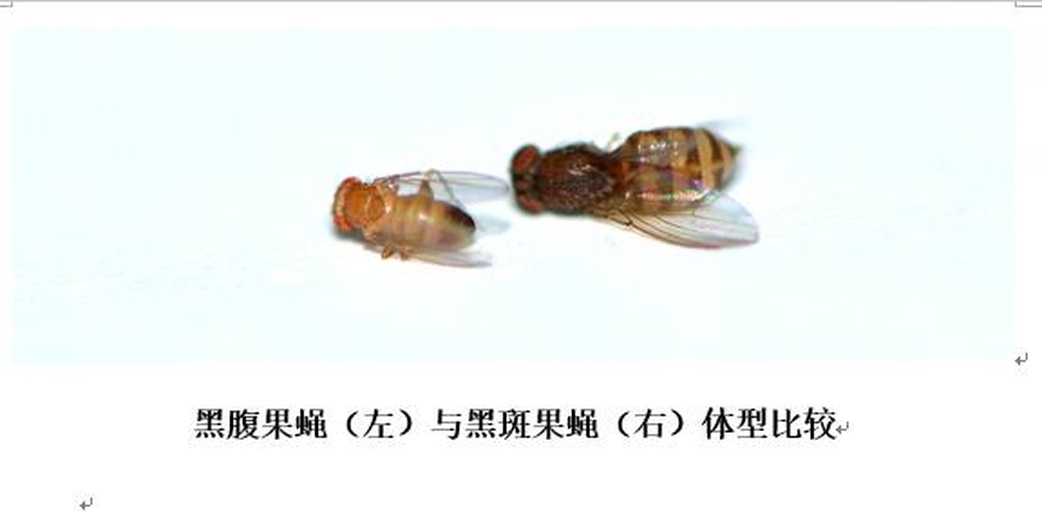 光学显微镜400倍放大图像:清晰显示黑腹果蝇三龄幼虫完整体节、口钩结构及无外骨骼硬化特征,证实其不具备机械损伤消化道能力 显微镜下草莓果肉中黑腹果蝇白色幼虫特写,体长约2–3mm,呈半透明蠕动状,周围可见草莓细胞壁碎片及汁液结晶