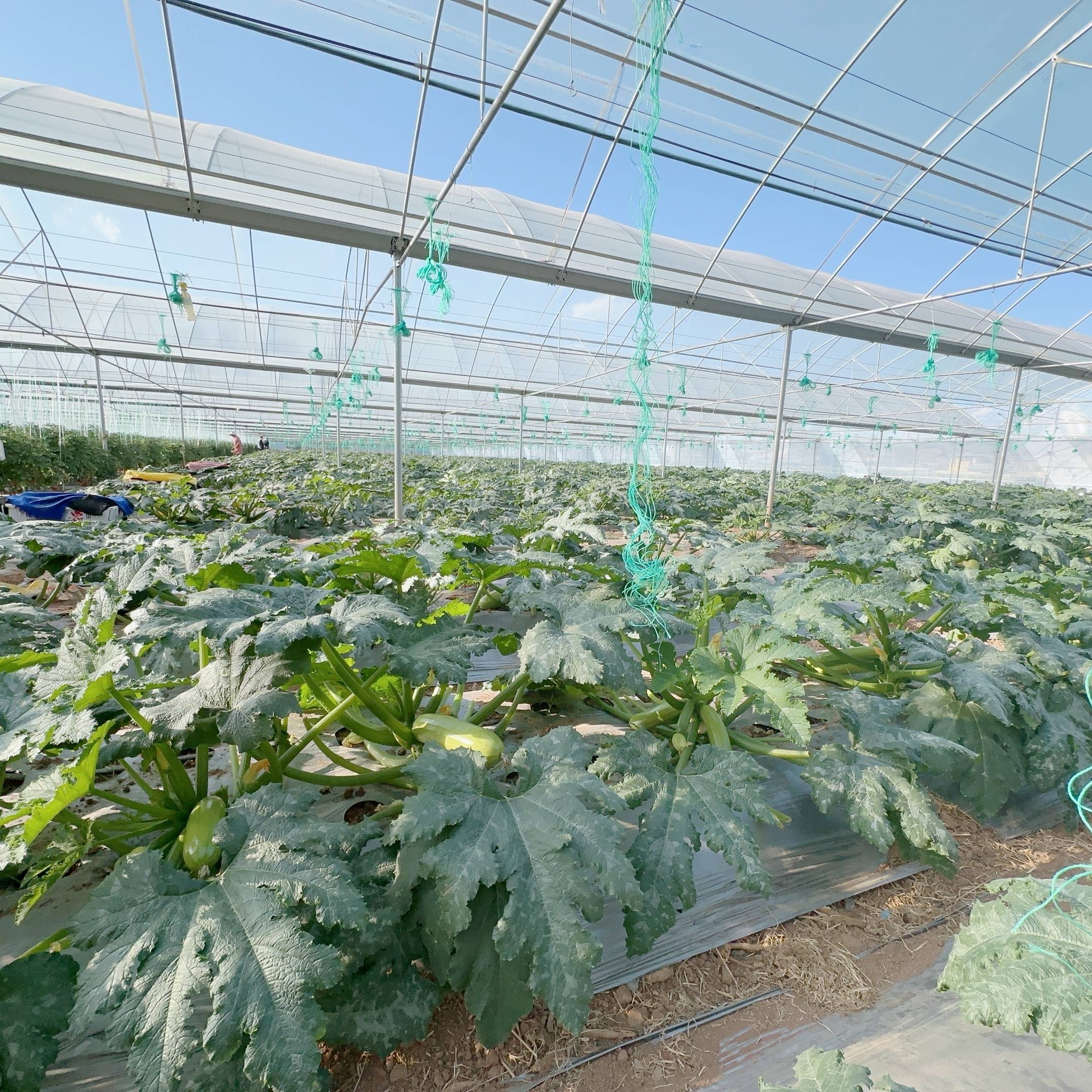 西葫芦幼苗生长状态